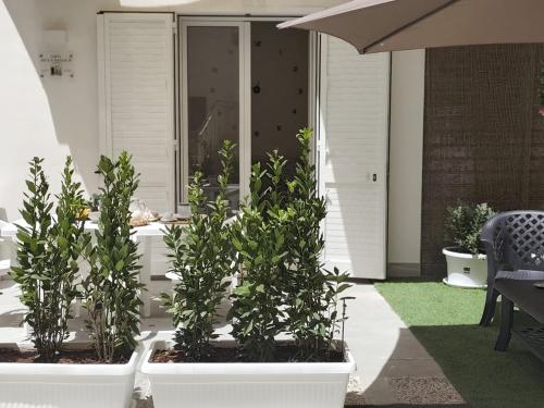 สวน, Corte Antica Marsala in กลางเมืองมาร์ซาลา