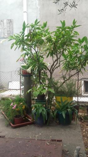 Guest House Vila Bak - image 7