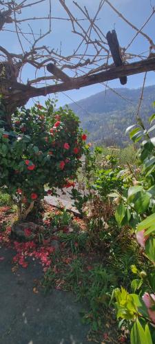 Balkon/terasa, Einzelzimmer mit Gemeinschaftsbad -und Küchenbenutzung (Einzelzimmer mit Gemeinschaftsbad -und Kuchenbenutzung) in Croglio