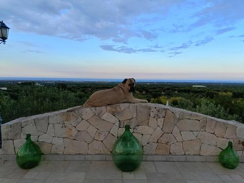 Bed & Breakfast Antico Carrubo – Monopoli, LA
