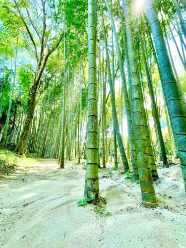 いすみ川を竹林越しに見下ろす ぐぼうiori離れHOTORI