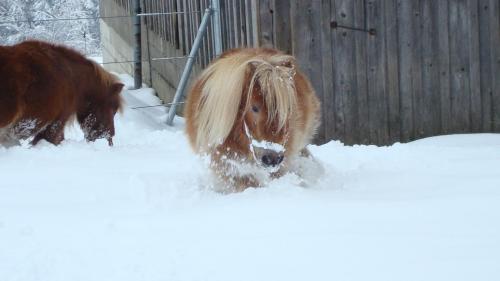 Haus Dreiländerblick - image 14