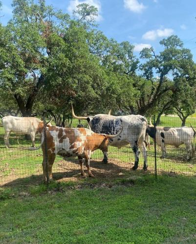 Family-Friendly 3BR Home - Near Austin, Lake Travis & Hill Country – khách sạn tại Cedar Park