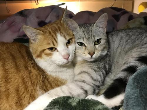 Misato Memorial Hall - Vacation STAY 61405v