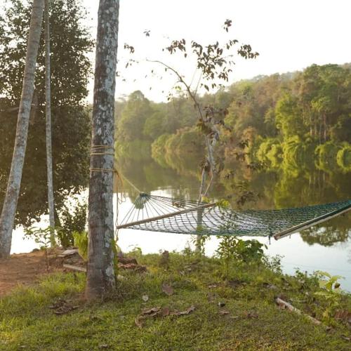 Nature's nest in Njayappilly