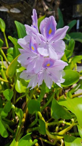 花園, Tulu Famaguon Newly Renovated 2 BR 1BA Entire Apartment Free Wifi, Continental Breakfast, Parking in 塔穆寧