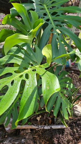 花園, Tulu Famaguon Newly Renovated 2 BR 1BA Entire Apartment Free Wifi, Continental Breakfast, Parking in 塔穆寧