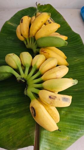 花園, Tulu Famaguon Newly Renovated 2 BR 1BA Entire Apartment Free Wifi, Continental Breakfast, Parking in 塔穆寧