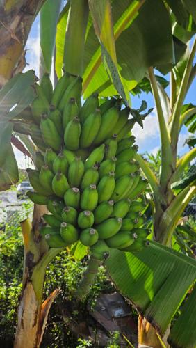 花園, Tulu Famaguon Newly Renovated 2 BR 1BA Entire Apartment Free Wifi, Continental Breakfast, Parking in 塔穆寧