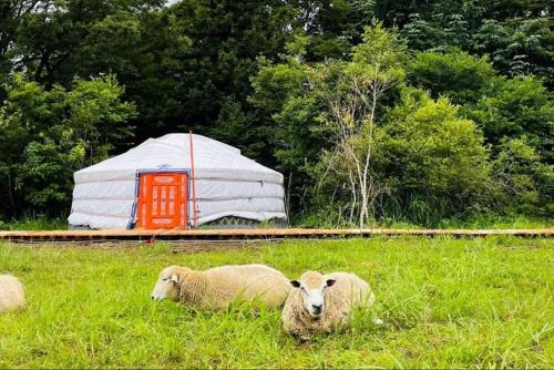 mini mongolia campsite - Vacation STAY 42128v