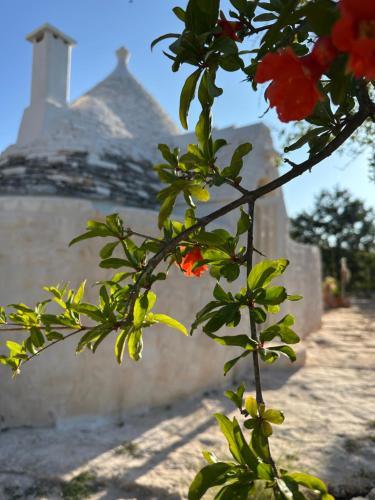 Trulli Oiseaux Migrateurs 5