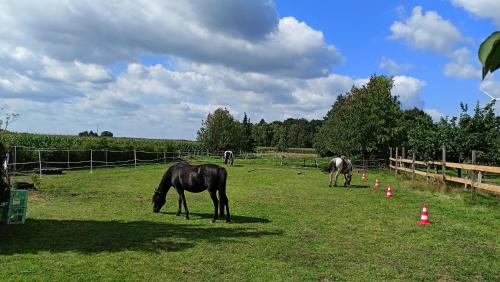 Fenland Mill Ranch in Winsen (Aller)