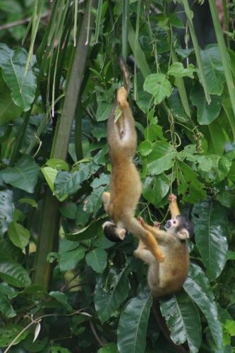 tambobopata green in Sandoval