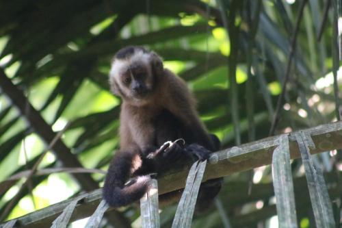 tambobopata green in Sandoval