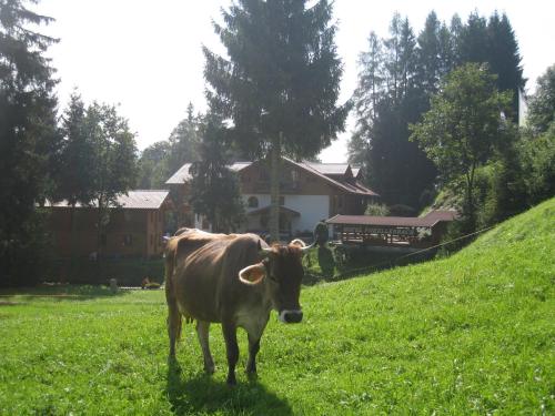 Hotel - Restaurant Forellenbach - image 2