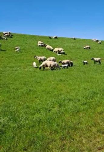 Ferienwohnung-Nordsee - image 3