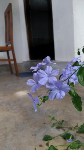 T & U Homestay, Katunayake (photo 7)