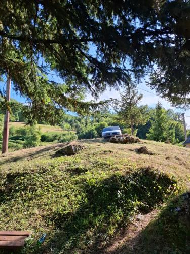 Wild Tara in Pluzine