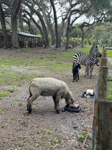 Ruby Oaks Campsite in Astor