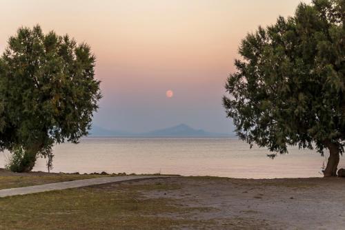 Olympia Mare - image 11