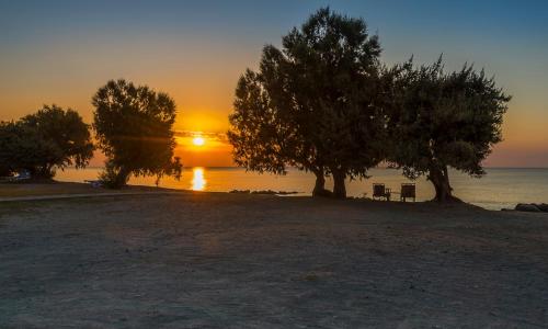 Olympia Mare - image 13