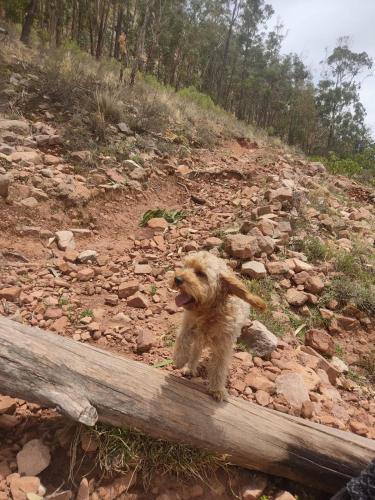 El Rincon de Logan - Miniatura 4