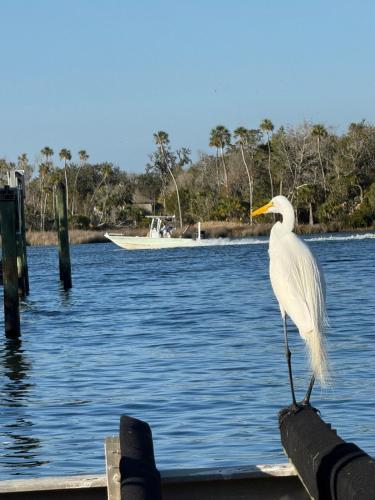 Saltys Retreat with a 50 Ft Dock at Crystal River