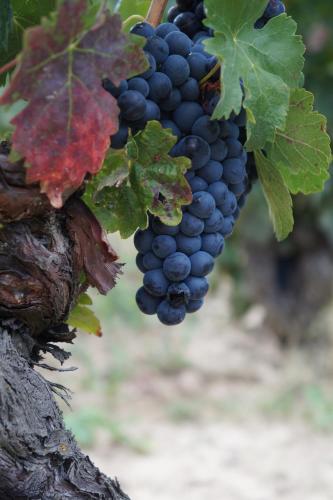 Carpe Diem Carpe Diem