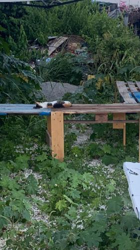 LE ZAYENN gite cote canne in Grand-Bourg