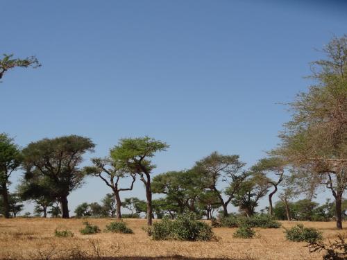 Villa met prive zwembad in Residence Safari Village