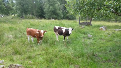 Apartment Schlickenhof - main image