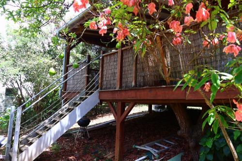 Avocatier in Mare Gaillard