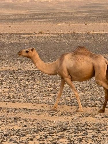 مخيم علاء, Wadi Rum (zdjęcie 3)
