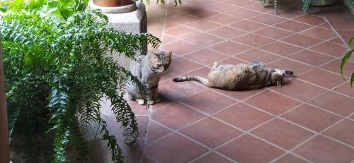 La Casa de Linda, Antigua Guatemala (Foto 7)