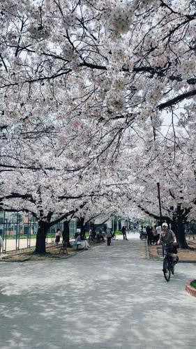 福助桜和小築