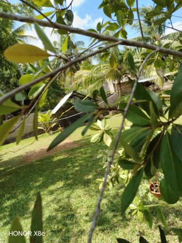 SA Resort, Anuradhapura (foto 3)