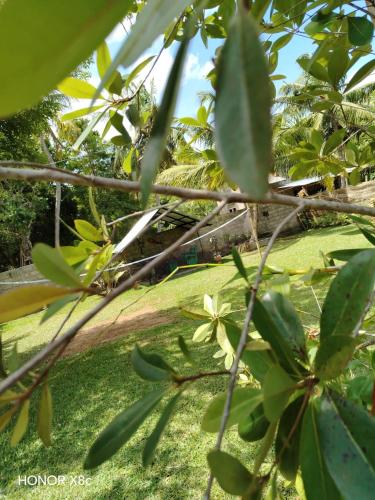 SA Resort, Anuradhapura (foto 11)