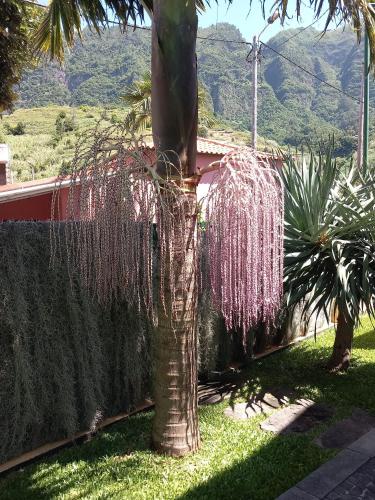 Refúgio do Limoeiro, São Vicente (fotografie 10)