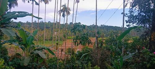 The Coffee Cube in Paralikunnu