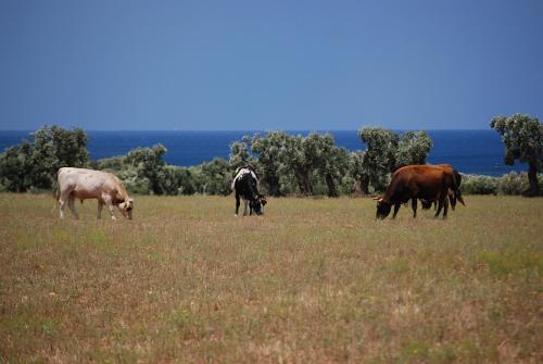 Masseria Palombara Grande