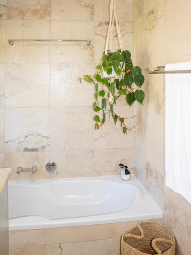 MOS- Palmiet in Kleinmondas