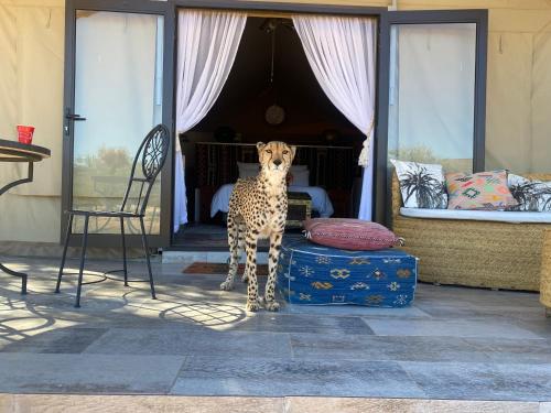 Marquee Safari Tent lachenalias in Welbedacht