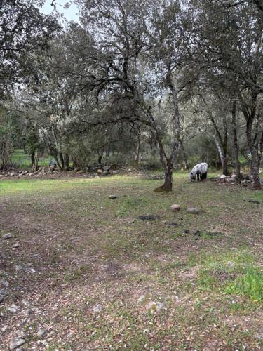 Ferme auberge U sapè fà (Ferme auberge U sape fa) in Saliceto