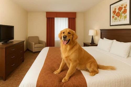 Crystal Inn Hotel & Suites - Great Falls - image 4