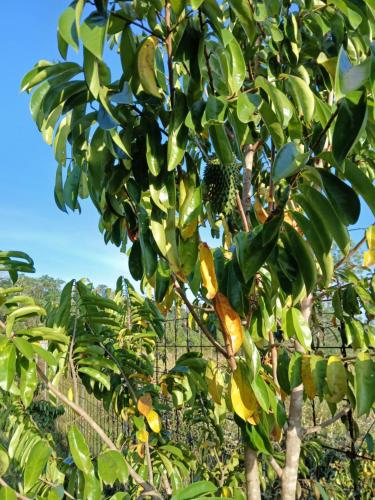 Magnifique Carbet in มาตูรี