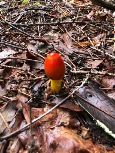 Cozy time in the forest 霖莊, Hokuto (foto 11)