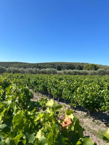 Maison Sud entre mer et vignes - Location, gîte - Martigues