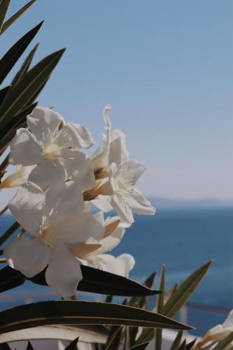 Peninsula Resort & Spa, Agia Pelagia (foto 7)