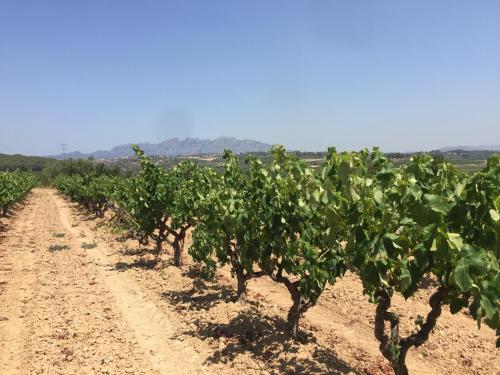 Masia Can Canyes & Spa Masia Can Canyes & Spa