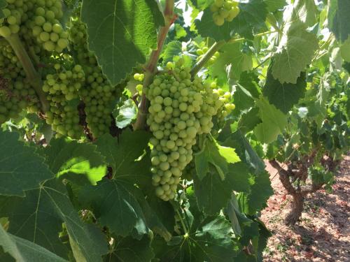 Masia Can Canyes & Spa Masia Can Canyes & Spa